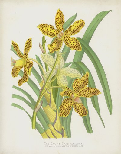 El Grammatophyl Llamativo, Grammatophyllum Speciosum de English School